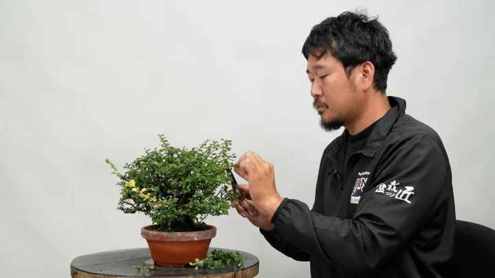 Chojubai Care #1 Pruning Elongated Shoots and Suckers