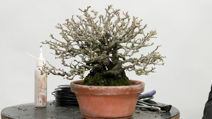Chojubai Care #2: Defoliation / Protecting and Managing Branch Tips